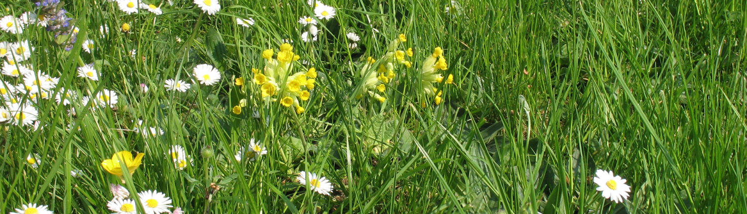 Blumenrasen